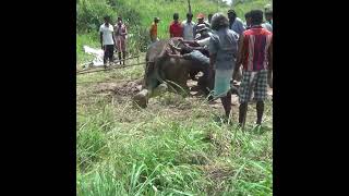 Villagers Help The Injured Baby Elephant | 負傷した子ゾウを助ける村人たち | طفل الفيل | Elephant | Wild #Shorts