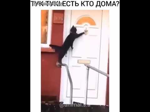 КОТ СТУЧИТ В ДВЕРЬ - YouTube