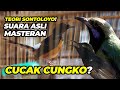 Suara Masteran Asli Pancing Murai Batu Trotol Cepat Gacor Pakai Cucak Cungko Kolibri Ninja Mp3 - Mp4 Download