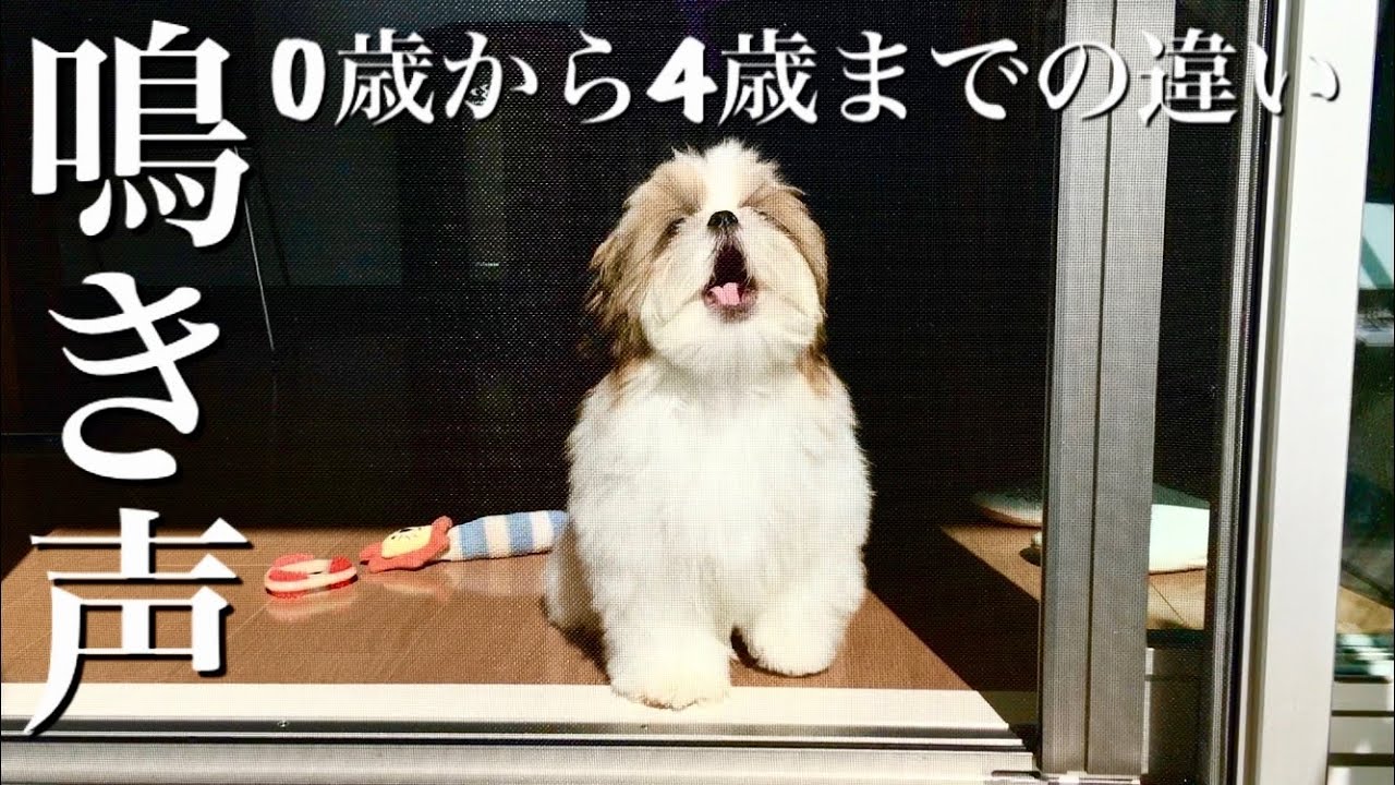 パニンニンの動画 画像 動画検索 マイルドサイト