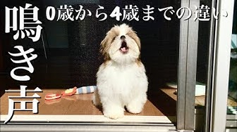 犬の鳴き声 Youtube