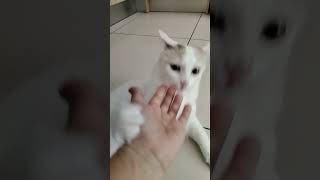 Meow Meow's Diary | Life of a Rescue Cat #channel #youtubeshorts #shortfeed #youtubevideo #cat