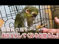 引き取ったお猿さんですが、毎日飼育員の手をお手入れしてくれて癒しをもらっています♫ She likes grooming of a zookeeper‘a hand