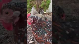 Celebrity Easter Egger Chickens | Miss Ash | Monday Spotlight | Water Puddle On A Hot Windy Day To Stay Cool Wealth