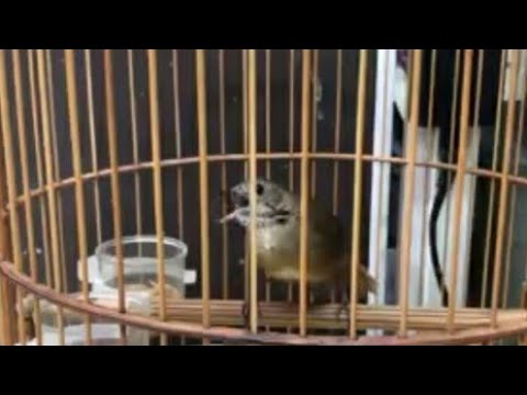 Masteran Terbaik Wambi Mini Gacor | masteran burung teu mi terbaik