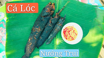 Trần Tiền Vlog #29 Cắm Câu và làm Cá Lóc Nướng Trui