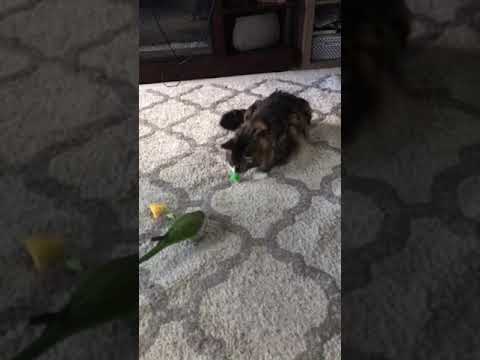 فيديو: هل تهاجم قطة ببغاء؟
