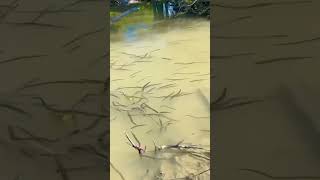 Leeches Transmit Trypanosomes That Infect Fish  Crocodiles  No Danger To Humans leeches shorts