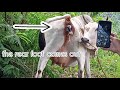 SPENDING GOOD FRIDAY AT HOME | COW GIVING BIRTH TO A CALF | APRIL 02, 2021