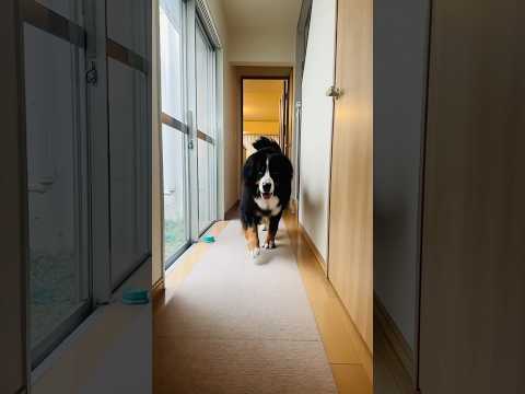 暑い日は廊下がドッグラン‼️おうちダッシュするバーニーズ🐾