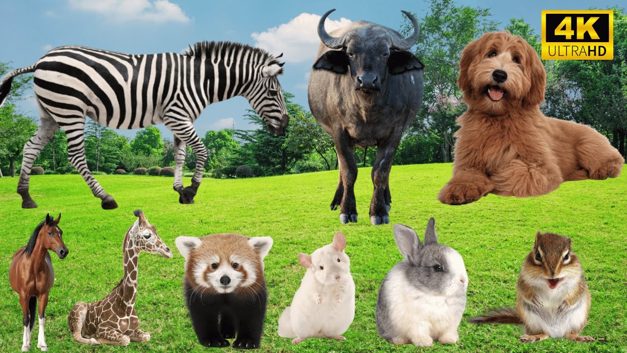 4K Wild Animal Sounds: Zebra, Buffalo, Dog, Horse, Giraffe, Raccoon ...
