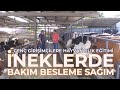 İneklerde BAKIM - BESLEME ve SAĞIM İŞLEMİ (Genç Girişimcilere Hayvancılık Eğitimi) - Damdan Dama