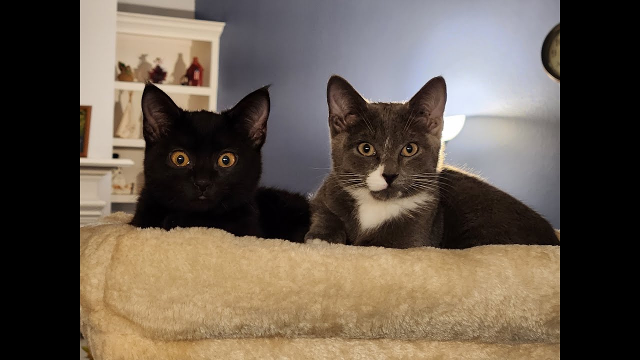 Коте котенок