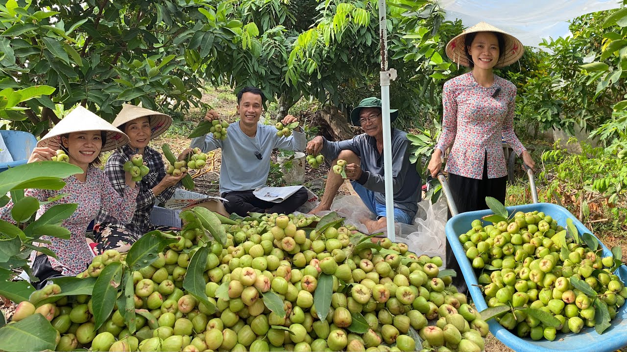Thu hoạch Mận Xanh Đường Tân Thạnh đặc sản Sóc Trăng | CLN