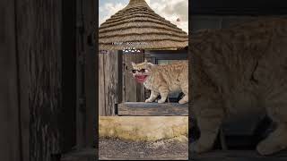 The Crossover Episode