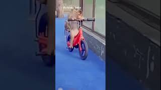 #chintu chintu with papa on cycle #funny #shorts 🤣🤣