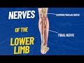 Nerves Of The Lower Limb 