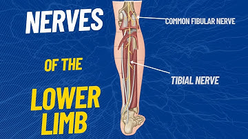 Nerves of the Lower limb
