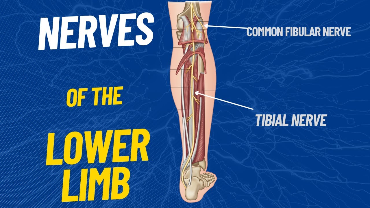 Nerves of the Lower limb 