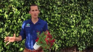 Jack Barnwell: Superbells Pomegranate Punch