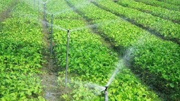 Cách tưới tiết kiệm hiệu quả nhất cho cây trồng