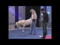 The World's Smartest Mini Horse - Pet Star Winner!