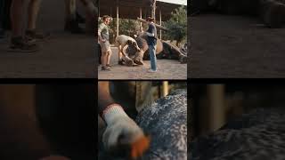 Vantara Giving Animals New Life  