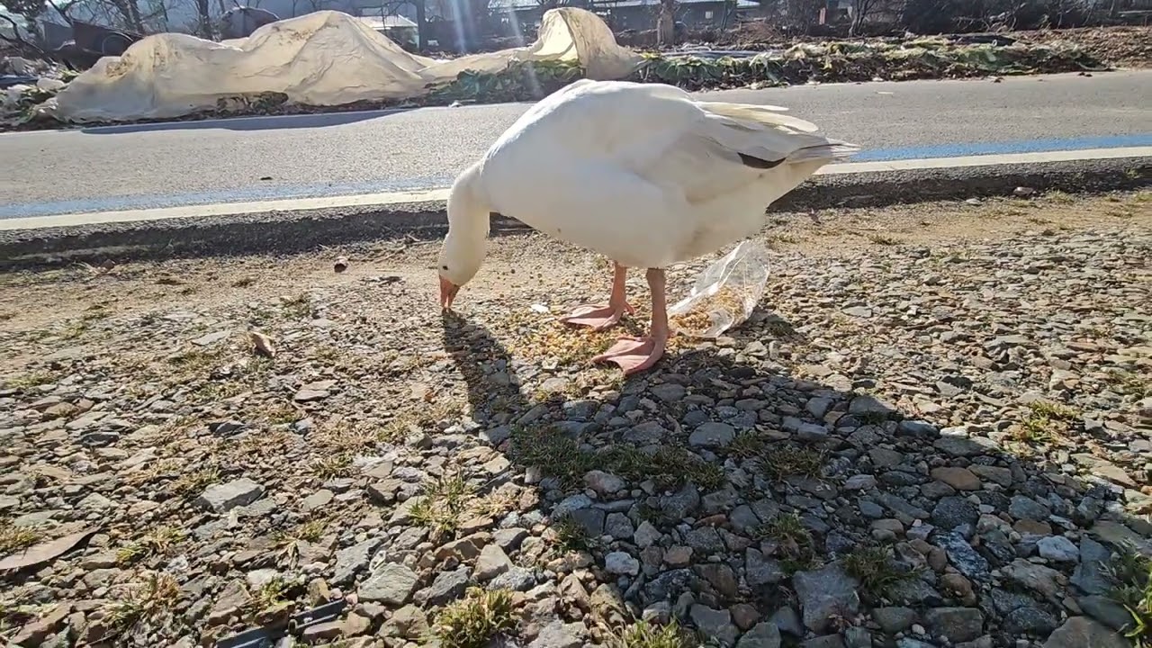 여기저기 서성이는 거위 밥 주기