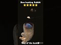 Bow hunting Rabbit ⭐⭐⭐⭐⭐ way of the hunter #thehuntercallofthewild #hunting #bowhunting #xboxseries