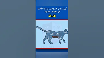 معنى حركات القطط 