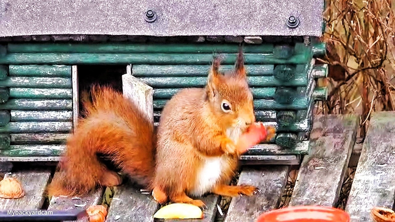 Squirrels have a new feeding station in the yard🐿️🐿️💚🌲