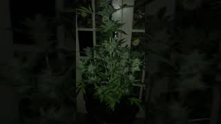Hermie 🚺🚹 mystery strain. #Cannabis #Hawaii
Got this strain from a mystery pack sold locally on the side of the road. It isn’t one I ever plan to cross with my other strains that are all regular, ❌ just for personal consumption, since it produces it’s own seeds AFTER budding, so I never run out. 👌
Despite being hermaphrodite, it’s a really hardy strain that handles harsh weather, 🌧 and the smoke can taste like fruit punch if dried properly. Wish I knew what it was.
Gonna plant the shitload once I get my real strains going. 😂
#Pakalolo #Cannabis #Hermie Hermie 🚺🚹 mystery strain. #Cannabis #Hawaii