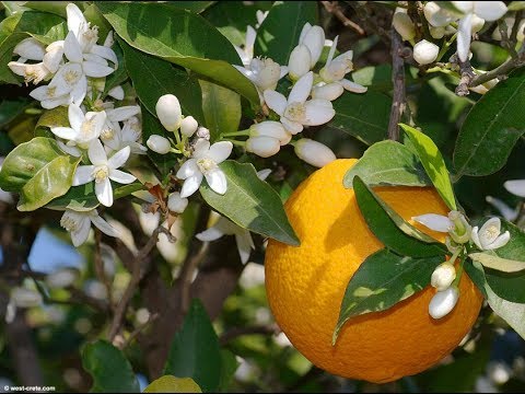 فيديو: معلومات ليمون أوكالبتوس: نصائح حول العناية بنباتات الليمون والأوكالبتوس