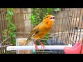 تغريد طائر الكناري هائج غناء كناري للتدريب و التسميع الفراخ صوت كناري كناري يغرد للتحفيز للتزاوج تغريد طائر الكناري هائج غناء كناري للتدريب و التسميع الفراخ صوت كناري كناري يغرد للتحفيز للتزاوج