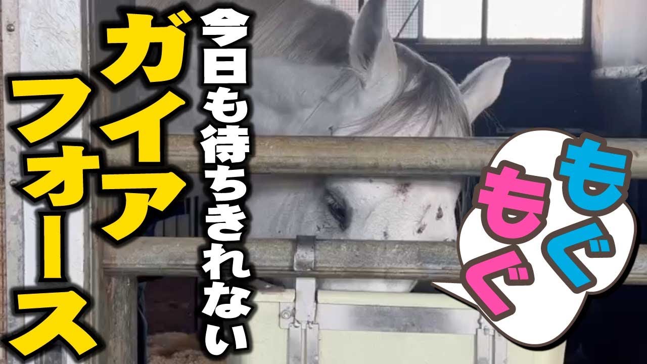 【フェブラリーS2025】どんどん白くなる？ガイアフォースの食欲が止まらない状況を明神記者が楽しそうにしゃべってます！