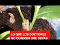 CÚRCUMA Y SUS BENEFICIOS