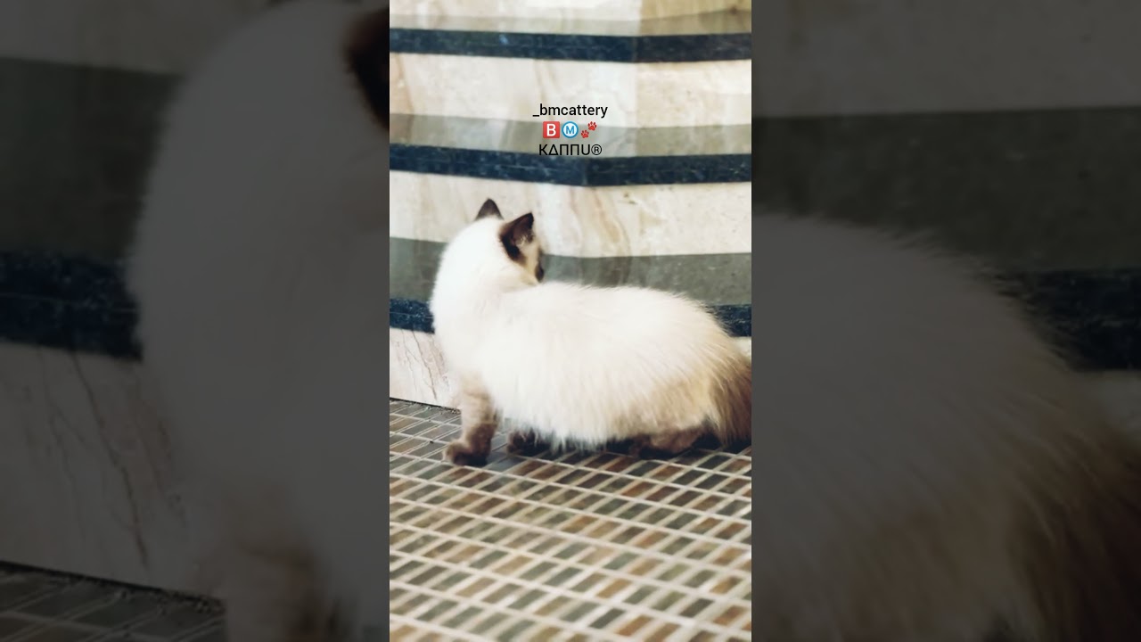 Himalayan cat