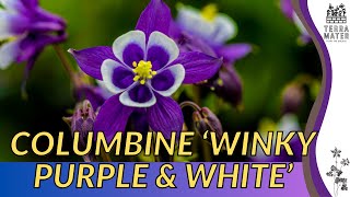 Growing COLUMBINE WINKY PURPLE AND WHITE: Quick Tips (Aquilegia vulgaris 'Winky Purple and White')