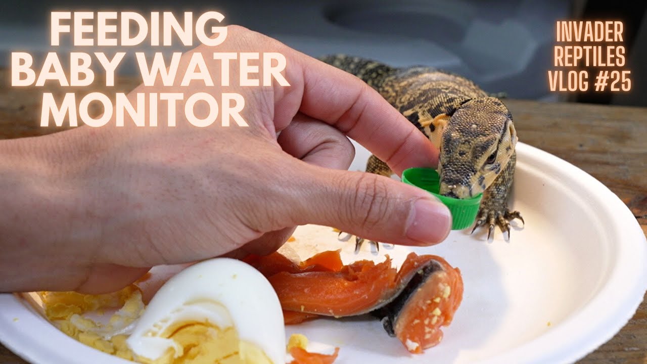 Invader Reptiles Vlog 25 Feeding baby water monitor fish for the