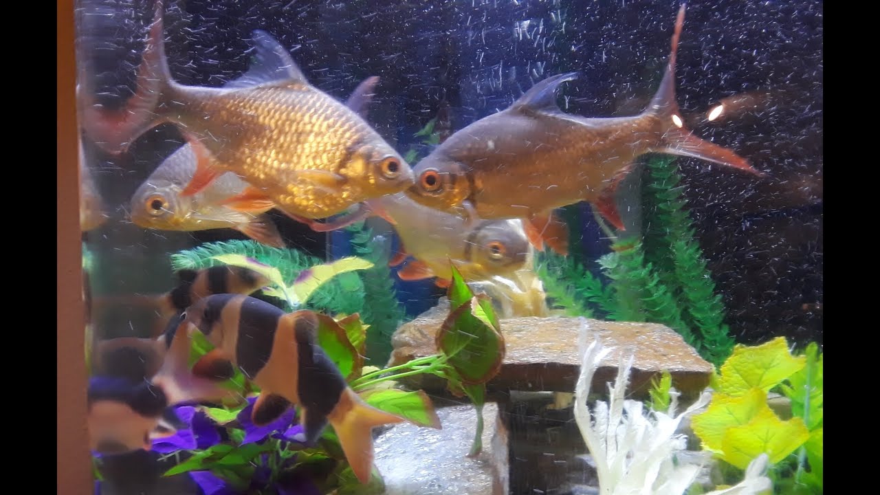 Fish Having Friends Our fish friends - YouTube