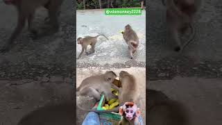 monkey||@vdsmonkey2228#viral #shortvideo #funny #viralvideo #animals #reels #foryou #fyp #fypシ