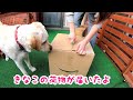 きなこの荷物が届いたので一緒に開けてみた。ラブラドール