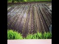 【密苗】 田植え