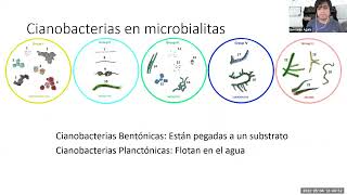 Cianobacterias formadoras de microbialitos