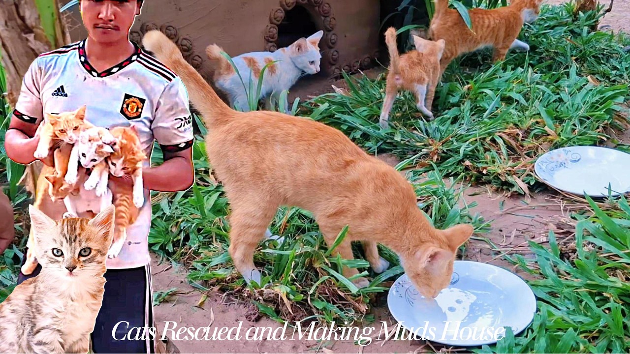 Build Kitten House From Mud | Rescue Kitten Cat Building | Build Kitten House #animals #cat #youtube