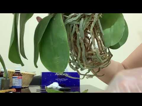 Video: Орхидея өсүмдүктөрүн сугаруу - Орхидеяны кантип жана качан сугарууну үйрөнүңүз