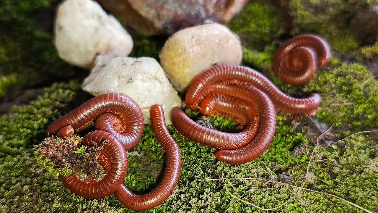 The Amazing Adaptation of Millipede Colonies: More Than Just Legs 