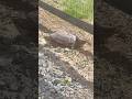 The Turtles are Back 🐢 #nature #turtle #snappingturtles #animals #wildlifeencounters