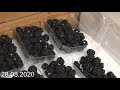 Последние ягоды ежевики в 2020 году (The last blackberries in 2020)