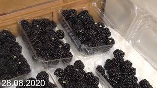 Последние ягоды ежевики в 2020 году (The last blackberries in 2020)